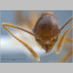 Pheidole orophila minor Eguchi, 2001 frontal