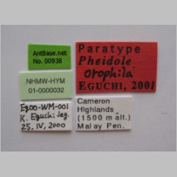 Pheidole orophila minor Eguchi, 2001 label