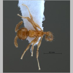 Pheidole planidorsum Eguchi, 2001 dorsal