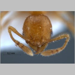 Pheidole planidorsum Eguchi, 2001 frontal