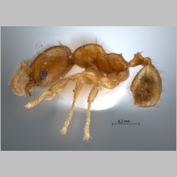 Pheidole planidorsum Eguchi, 2001 lateral