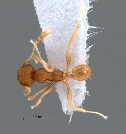 Pheidole rugifera dorsal