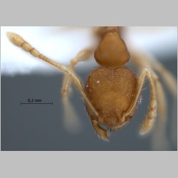 Pheidole rugifera Eguchi, 2001 frontal