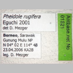Pheidole rugifera Eguchi, 2001 label