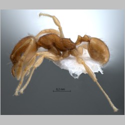 Pheidole rugifera Eguchi, 2001 lateral