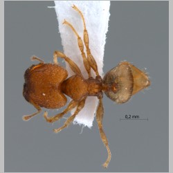 Pheidole rugifera major Eguchi, 2001 dorsal