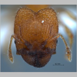 Pheidole rugifera major Eguchi, 2001 frontal