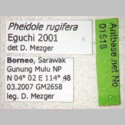 Pheidole rugifera major Eguchi, 2001 label