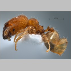 Pheidole rugifera major Eguchi, 2001 lateral