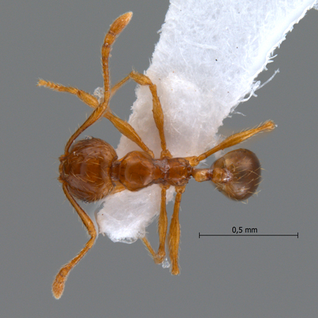 Pheidole sauberi dorsal