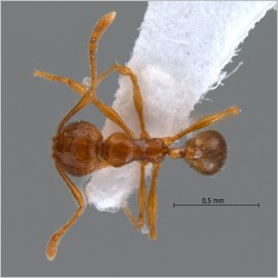 Pheidole sauberi Forel, 1905 dorsal