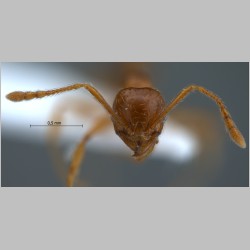 Pheidole sauberi Forel, 1905 frontal