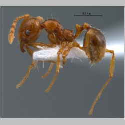 Pheidole sauberi Forel, 1905 lateral