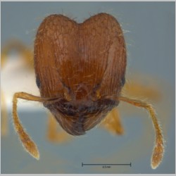 Pheidole sauberi major Forel, 1905 frontal