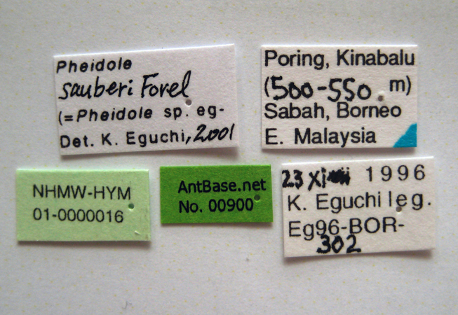 Pheidole sauberi major label
