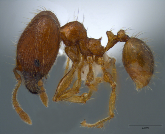 Pheidole sauberi major lateral