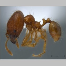 Pheidole sauberi major Forel, 1905 lateral