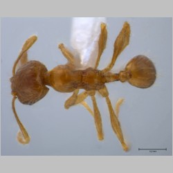 Pheidole sauberi minor Forel, 1905 dorsal