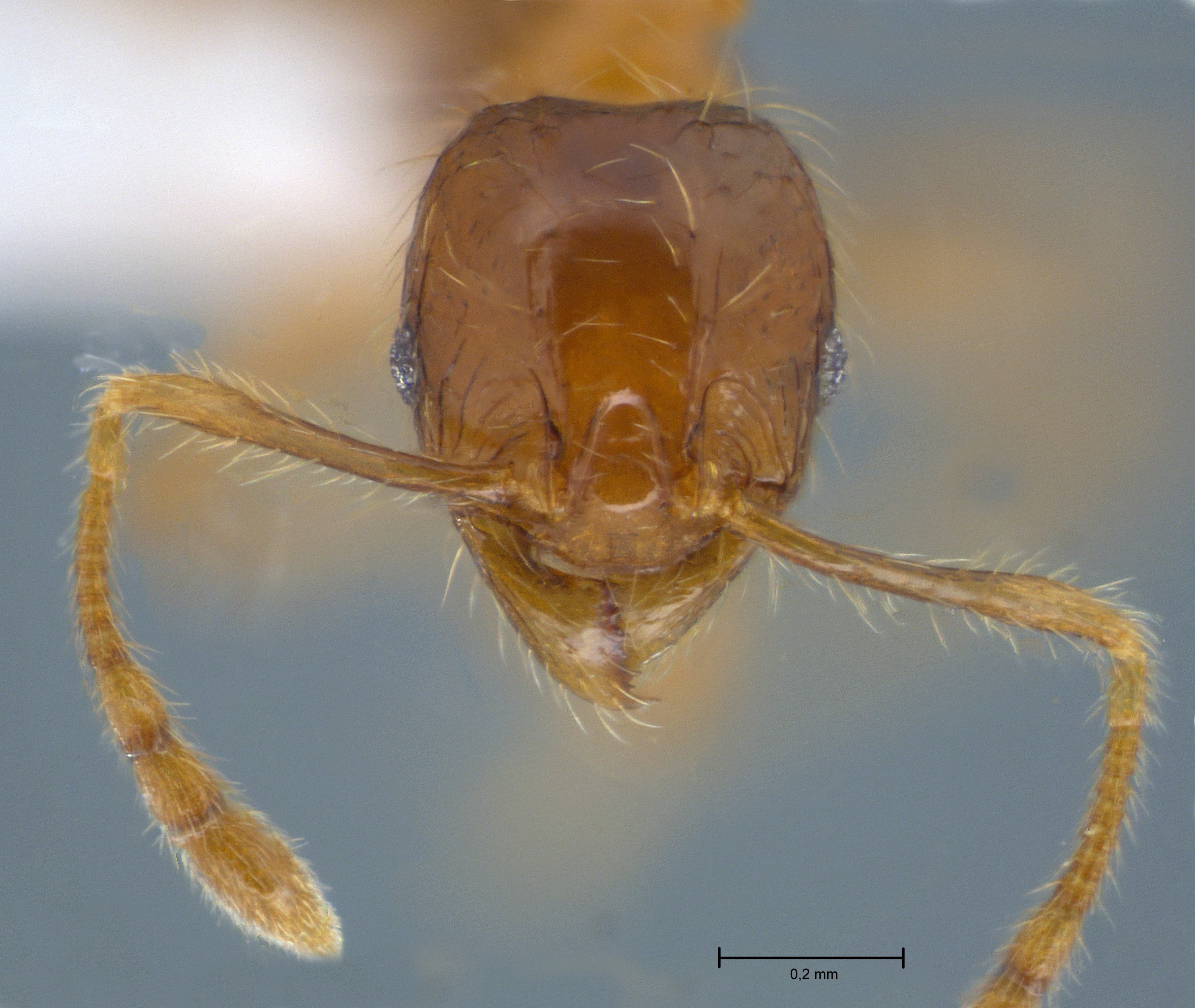 Pheidole sauberi minor frontal