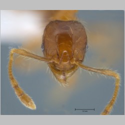 Pheidole sauberi minor Forel, 1905 frontal