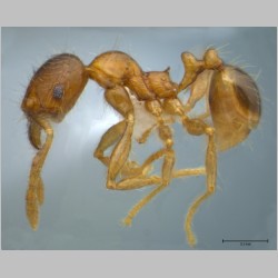 Pheidole sauberi minor Forel, 1905 lateral