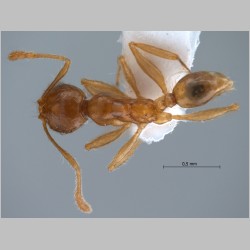 Pheidole upeneci Forel, 1913 dorsal