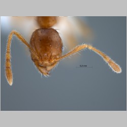 Pheidole upeneci Forel, 1913 frontal