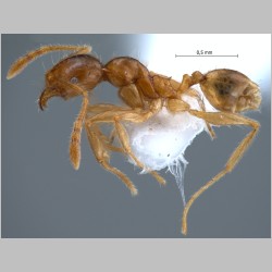 Pheidole upeneci Forel, 1913 lateral