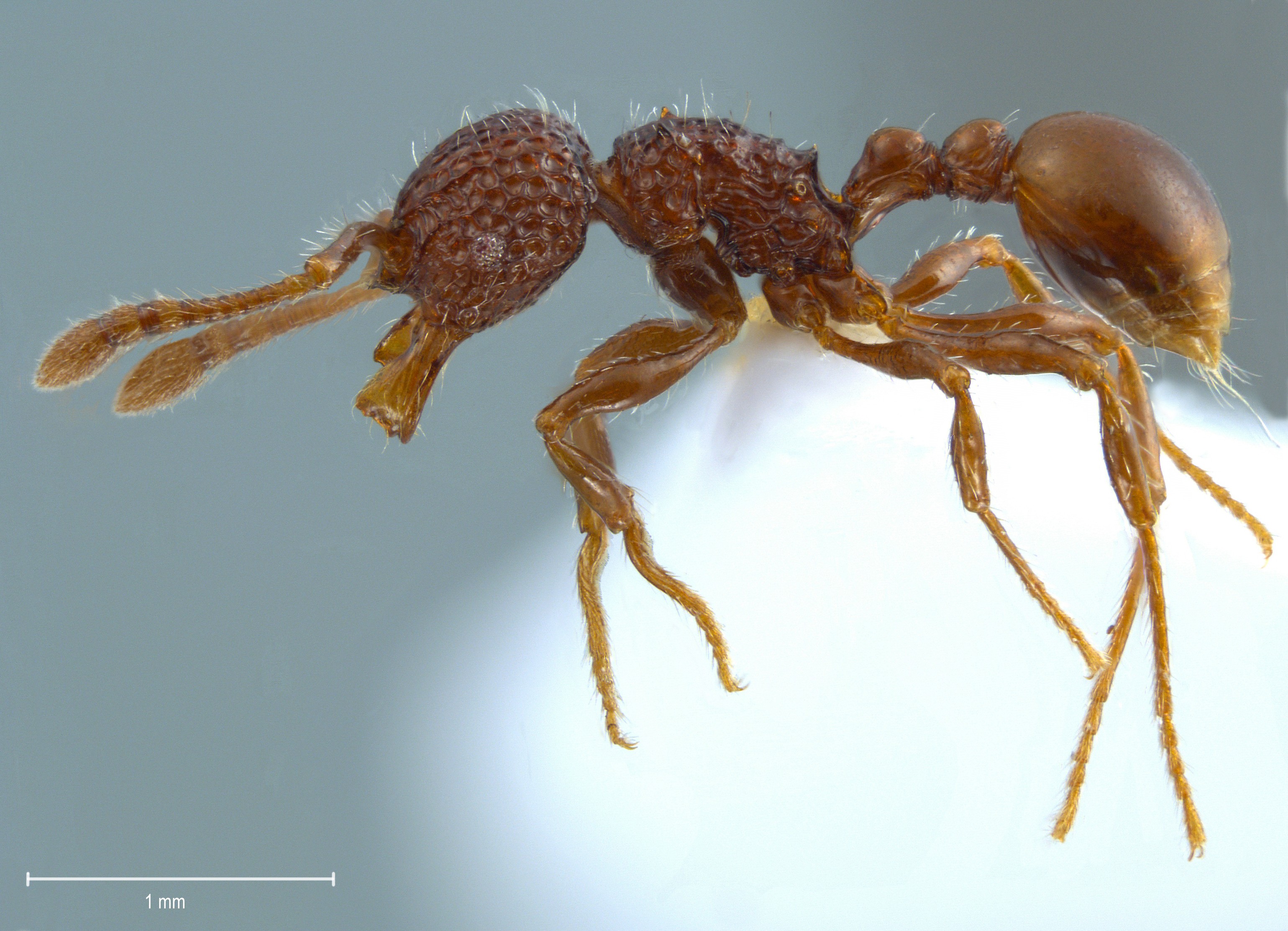 Pristomyrmex brevispinosus lateral