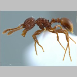 Pristomyrmex brevispinosus Emery, 1887 lateral