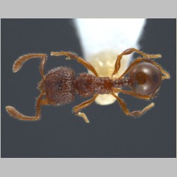 Pristomyrmex coggii Emery, 1897 dorsal