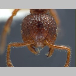 Pristomyrmex coggii Emery, 1897 frontal