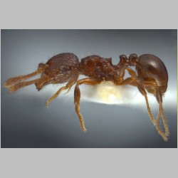 Pristomyrmex coggii Emery, 1897 lateral