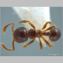 Pristomyrmex levigatus Emery, 1897 dorsal