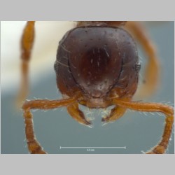 Pristomyrmex levigatus Emery, 1897 frontal