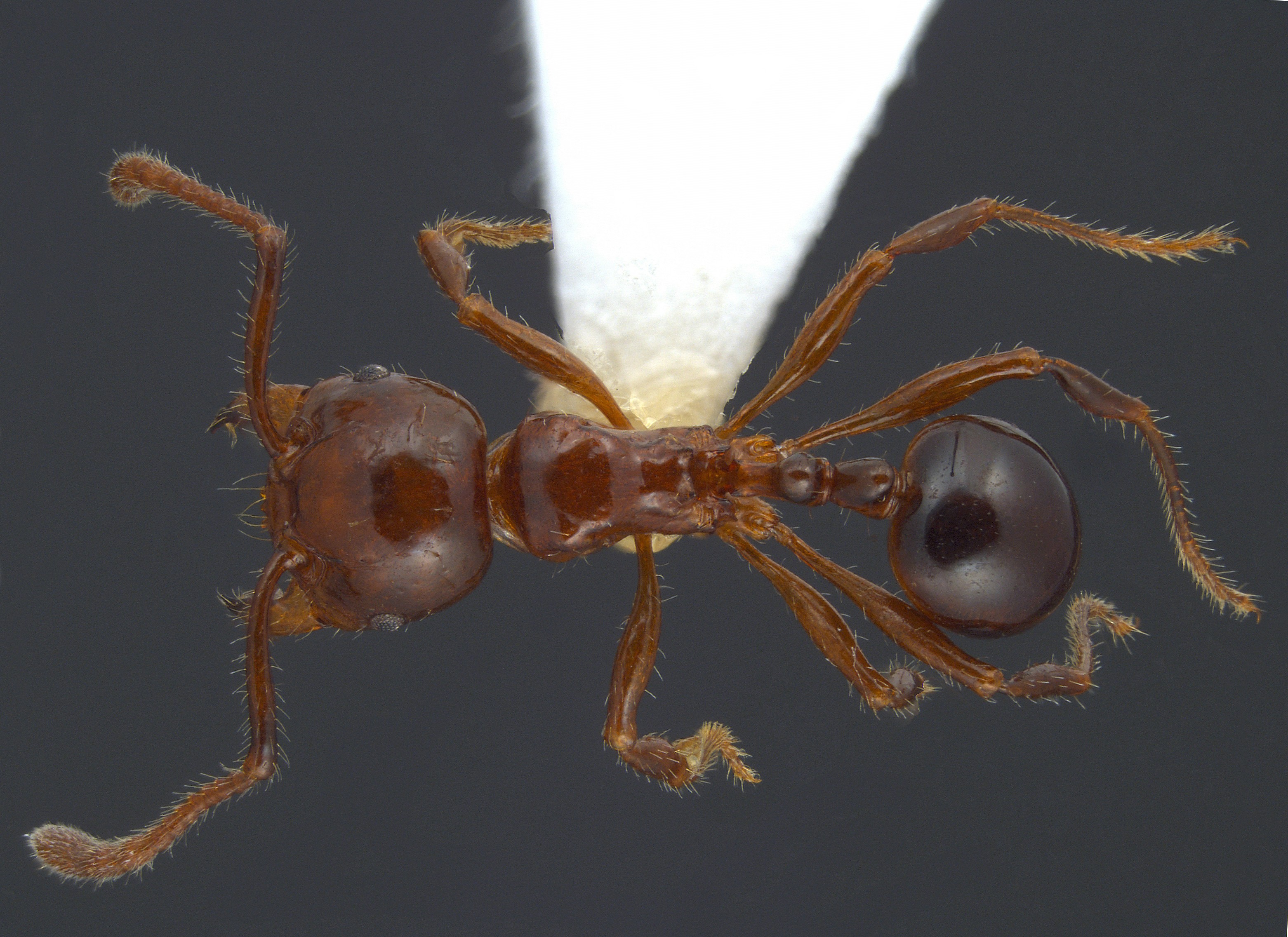 Pristomyrmex lucidus dorsal