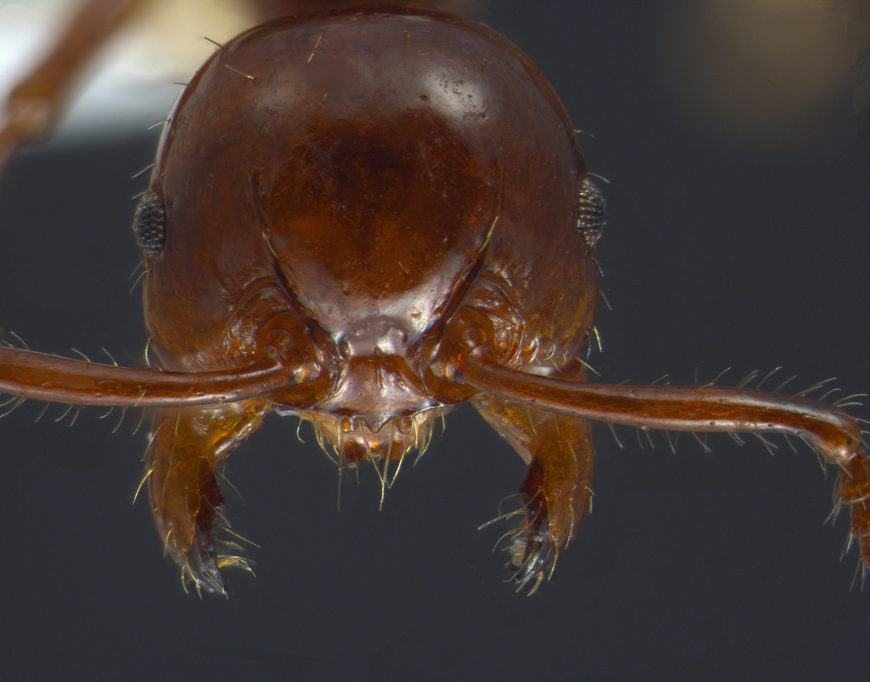 Pristomyrmex lucidus frontal