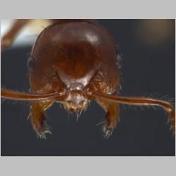 Pristomyrmex lucidus Emery, 1897 frontal