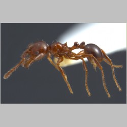 Pristomyrmex lucidus Emery, 1897 lateral