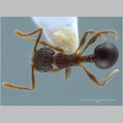 Pristomyrmex punctatus Smith, 1860 dorsal