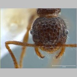 Pristomyrmex punctatus Smith, 1860 frontal