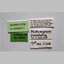 Pristomyrmex punctatus Smith, 1860 label