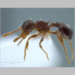 Pristomyrmex punctatus Smith, 1860 lateral