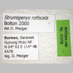 Strumigenys rofocala Bolton, 2000 label