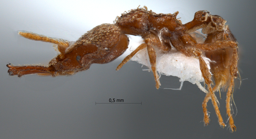 Strumigenys rotogenys lateral