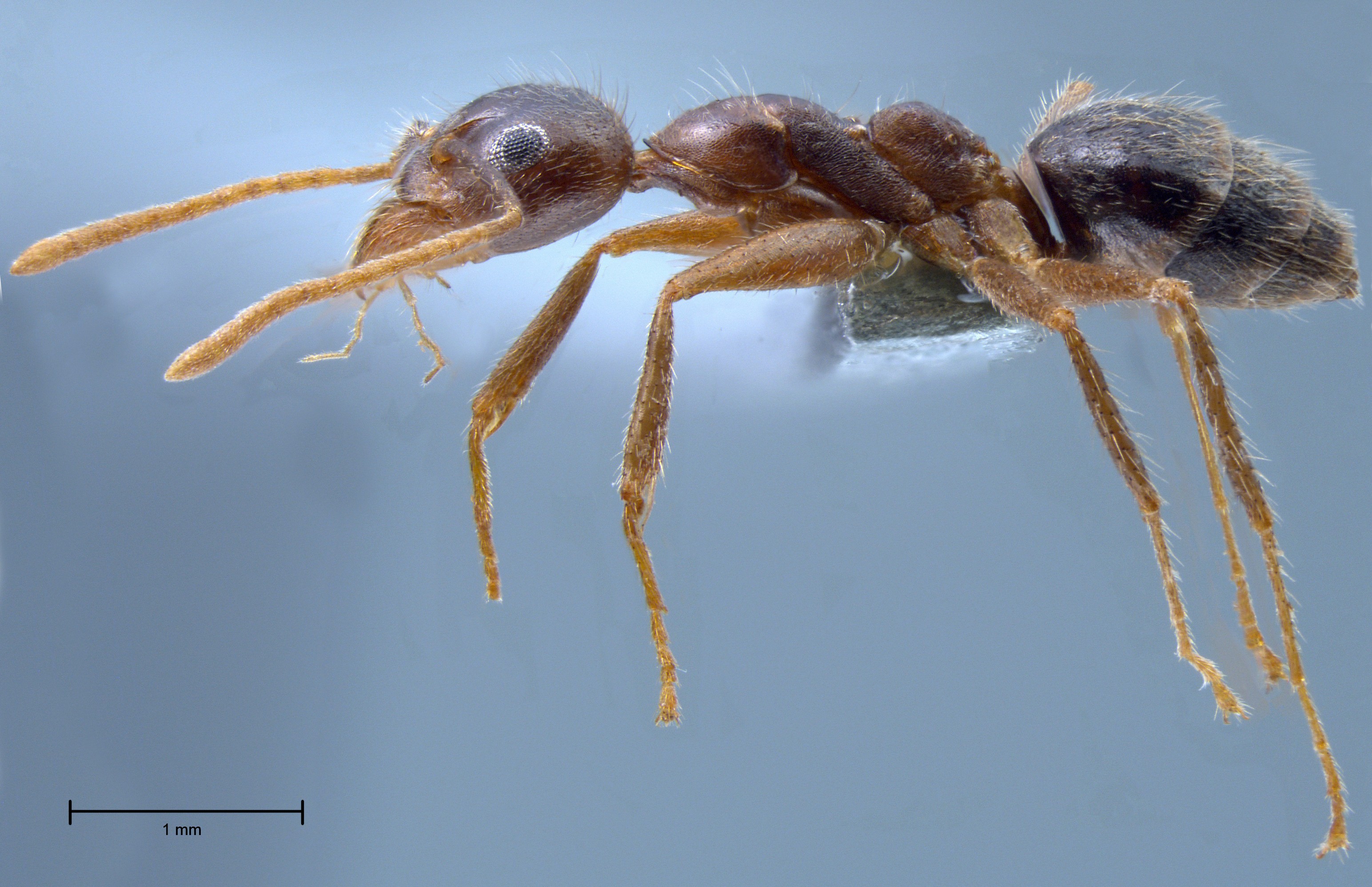 Technomyrmex grandis lateral