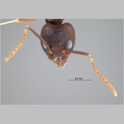 Technomyrmex kraepelini Forel, 1905 frontal