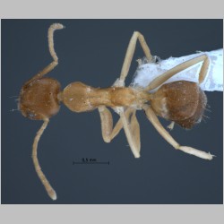 Technomyrmex lisae Forel, 1913 dorsal