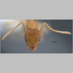 Technomyrmex lisae Forel, 1913 frontal