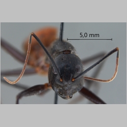 Camponotus gigas Latreille, 1802 frontal